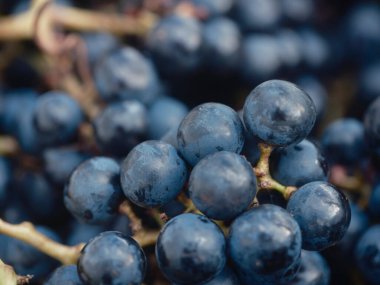 Bireysel böğürtlen bağlantıları ile üzüm kümesi kök yapısını vurgulayan makro çekim