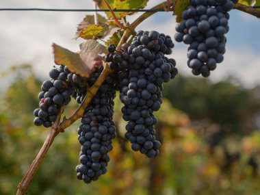 Sarmaşık telinde sonbahar yaprakları olan bir sürü olgun şarap kümesi.