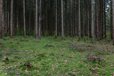 Yoğun ormanda uzun düz çam ağaçları ve yemyeşil yosun kaplı zemin.