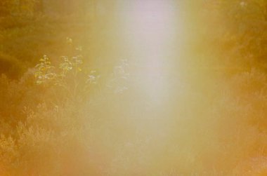 Şiddetli bir şekilde taranmış kır çiçeklerinin, yoğun altın ışık sızıntısı ile çekilmiş fotoğrafı yumuşak odaklı, soyut, rüya gibi, klasik bir arka plan yaratıyor.