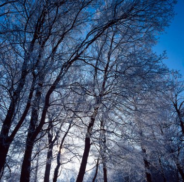 Dramatik taranmış film fotoğrafı, donuk kış ormanları tepe örtüsüne bakıyor. Parlak güneş, klasik atmosfer mavisi tonları ile arka planda.