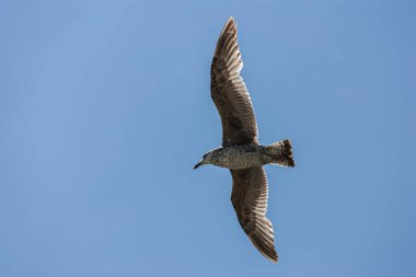Genç martı, açık mavi gökyüzüne doğru süzülerek doğal kanat genişliğini gösteriyor. Vahşi yaşam kuş fotoğrafçılığı uçarken kıyı türlerini yakalıyor.