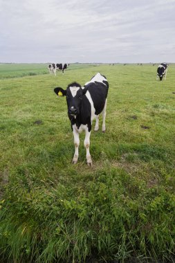 Siyah ve beyaz Holstein süt ineği yemyeşil çimen tarlasında duruyor arka planda sürü, Hollanda tarımı.
