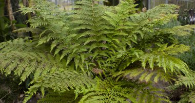 Sera ortamında yetişen yoğun yeşil eğrelti otları, botanik bahçesi bitki koleksiyonu ve bahçecilik sergisi. Sinematik görünüm için anamorfik mercekle çekilmiştir..