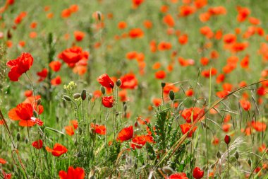 Kırmızı gelincikler, bulanık arka plan, yabani gelincik çiçekleri ve kırsal alan ile doğal çayırlarda yetişiyor..