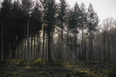 Atmosferik orman sahnesi sabah güneşinin çam ve yaprak döken ağaçların arasından aktığı temiz orman zemininin üzerinden