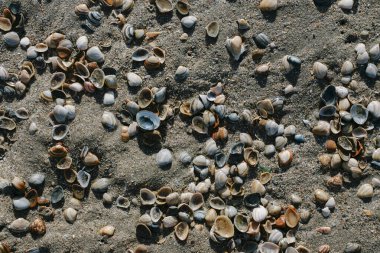 Farklı renklerde deniz kabukları ve kumlu sahile dağılmış deniz canlıları doğal desenler yaratıyor.