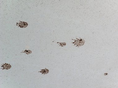 Açık renkli zemin yüzeyinde hayvan izlerini gösteren çamurlu köpek pençesi izleri var.