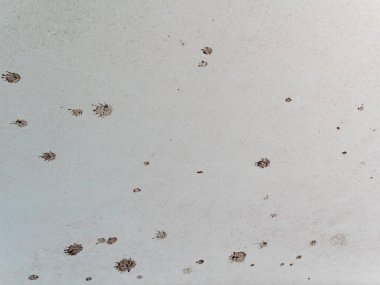 Çamurlu köpek pençesi izleri evcil hayvan aktivitesini gösteren doğal bir desen oluşturuyor.