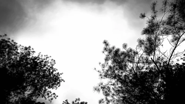 Çam ağacı siluetiyle dramatik gökyüzü