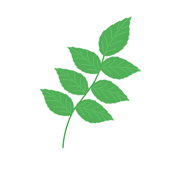 Yeşil nane yapraklarının el çizimi 