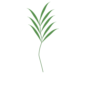 Basit bir el çizimi yeşil yaprak çizimi. Yeşil Duan illüstrasyonu. Minimalist yaprak illüstrasyonu 