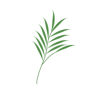 Basit bir el çizimi yeşil yaprak çizimi. Yeşil Duan illüstrasyonu. Minimalist yaprak illüstrasyonu 