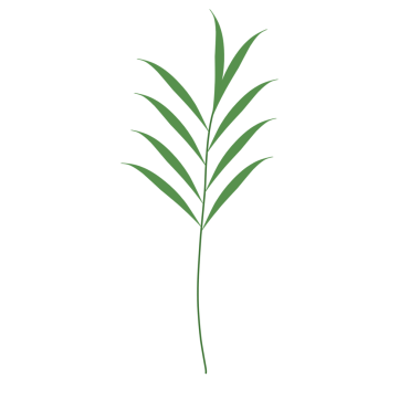 Basit bir el çizimi yeşil yaprak çizimi. Yeşil Duan illüstrasyonu. Minimalist yaprak illüstrasyonu 