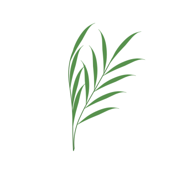 Basit bir el çizimi yeşil yaprak çizimi. Yeşil Duan illüstrasyonu. Minimalist yaprak illüstrasyonu 