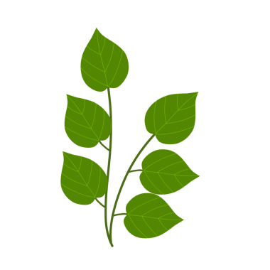 Yeşil betel yapraklarının tasviri. Betel çizimi sağlıklı ve verimli bir bitkisel bitki bırakıyor.