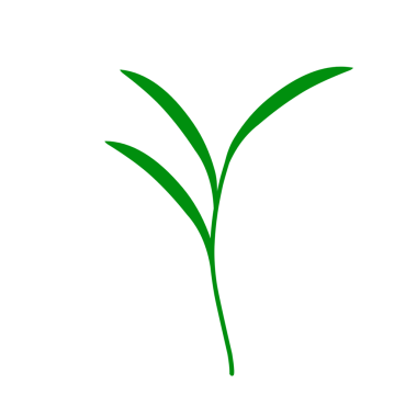 Yeşil çay yapraklarının düz tasarımı. Sağlıklı ve besleyici bir içecek için yeşil çay yaprakları tasviri. Bitkisel çay yaprakları. 