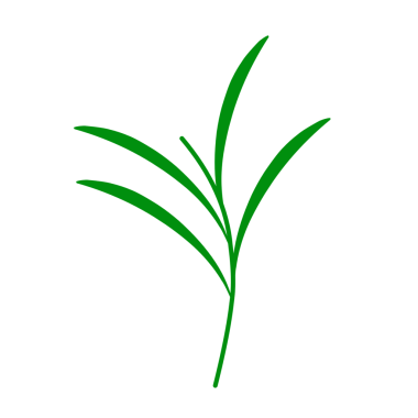 Yeşil çay yapraklarının düz tasarımı. Sağlıklı ve besleyici bir içecek için yeşil çay yaprakları tasviri. Bitkisel çay yaprakları. 