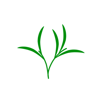 Yeşil çay yapraklarının düz tasarımı. Sağlıklı ve besleyici bir içecek için yeşil çay yaprakları tasviri. Bitkisel çay yaprakları. 