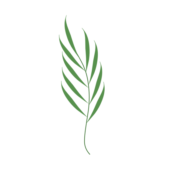 Basit bir el çizimi yeşil yaprak çizimi. Yeşil Duan illüstrasyonu. Minimalist yaprak illüstrasyonu 