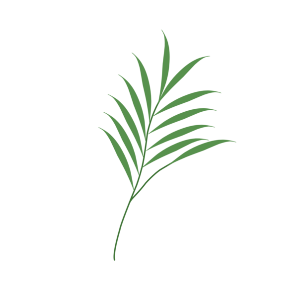 Basit bir el çizimi yeşil yaprak çizimi. Yeşil Duan illüstrasyonu. Minimalist yaprak illüstrasyonu 