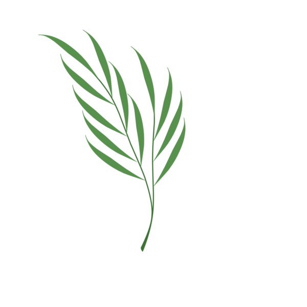 Basit bir el çizimi yeşil yaprak çizimi. Yeşil Duan illüstrasyonu. Minimalist yaprak illüstrasyonu 