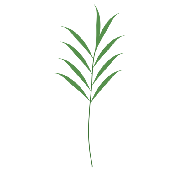 Basit bir el çizimi yeşil yaprak çizimi. Yeşil Duan illüstrasyonu. Minimalist yaprak illüstrasyonu 