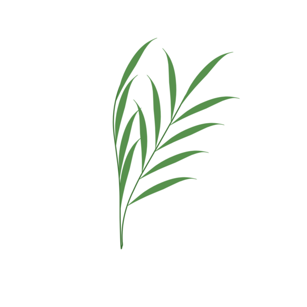 Basit bir el çizimi yeşil yaprak çizimi. Yeşil Duan illüstrasyonu. Minimalist yaprak illüstrasyonu 