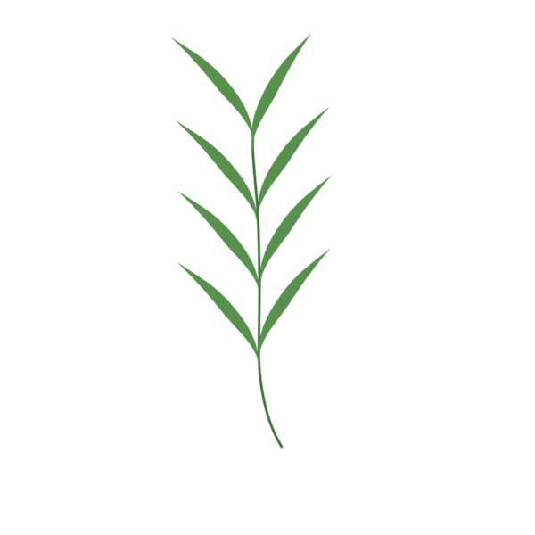 Basit bir el çizimi yeşil yaprak çizimi. Yeşil Duan illüstrasyonu. Minimalist yaprak illüstrasyonu 