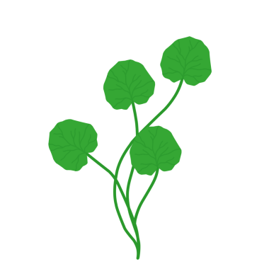 Yeşil centella asiatica yaprağı. Centella asiatica yaprağı bitkisi. Bitkiler. Cilt bakımı için yapraklar 