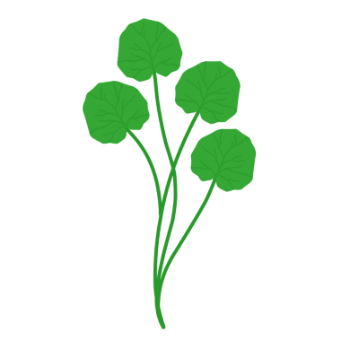 Yeşil centella asiatica yaprağı. Centella asiatica yaprağı bitkisi. Bitkiler. Cilt bakımı için yapraklar 