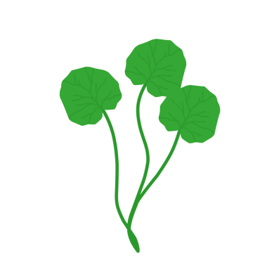 Yeşil centella asiatica yaprağı. Centella asiatica yaprağı bitkisi. Bitkiler. Cilt bakımı için yapraklar 