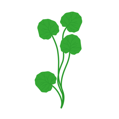 Yeşil centella asiatica yaprağı. Centella asiatica yaprağı bitkisi. Bitkiler. Cilt bakımı için yapraklar 