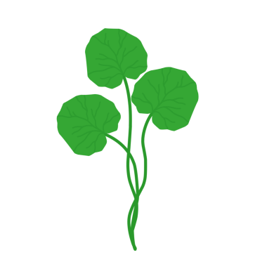 Yeşil centella asiatica yaprağı. Centella asiatica yaprağı bitkisi. Bitkiler. Cilt bakımı için yapraklar 