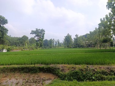 Lush green rice field stretches to the horizon under a bright cloudy sky, bordered by tropical trees, conveying a sense of peaceful nature and agriculture for travel or lifestyle content.