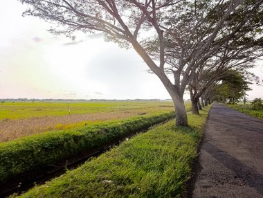 Picturesque rural road with a line of trees bordering a green field illuminated by the warm sunlight evokes a sense of tranquility and natural beauty, perfect for travel or landscape themes.