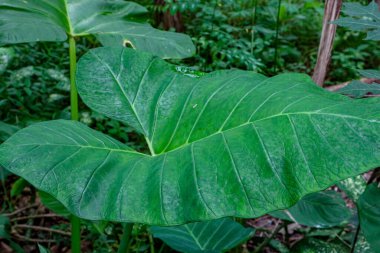 Yoğun bir orman ortamında büyük, canlı bir yeşil fil kulak yaprağı, botanik temalı projeler için mükemmel bir doğal sükunet hissi yaratıyor..