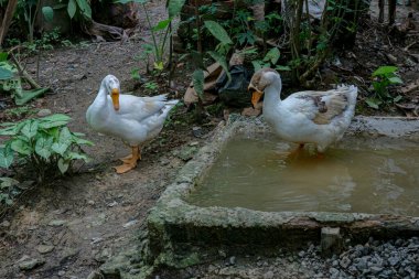 Yeşilliklerle çevrili küçük bir yapay gölette serinleyen iki ördek doğa ve hayvan bakımı temaları için ideal sakin bir kırsal alan oluşturuyor..