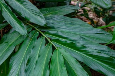 Büyük yeşil tropikal yaprakların yakın çekimi, canlı bir renk ve gür bir doku gösteriyor. Doğayla ya da tropikal ortamlarla ilgili arka planlar için mükemmel..