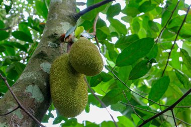Yeşil meyveler tropikal bir ağaçtan sarkan yeşil yapraklarla dolu bir ormanda tarım ve sağlıklı gıda içerikleri için harika bir ortam..