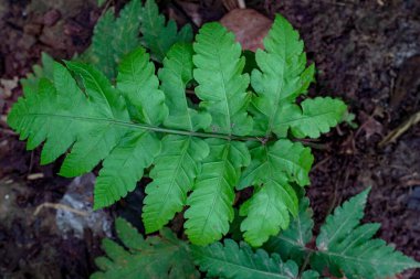 Orman zemininde büyüyen eğrelti otunun yakın çekimi canlı yeşil yapraklarla doğa algısı yaratıyor ve doğa çizimi için mükemmel bir büyüme sağlıyor..