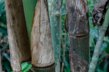Doğal bir ormanda yeşil ve kahverengi dokuları gösteren bambu saplarının yakın çekimi doğa ve bitki çizimleri için mükemmeldir..