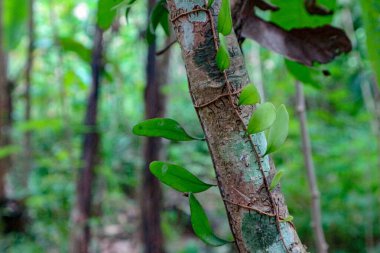 Yeşil yapraklı ince bir sarmaşık yoğun, yeşil bir orman ortamında bir ağaç gövdesine tırmanıyor, doğal, sakin bir manzara yaratıyor doğa projeleri için mükemmel..