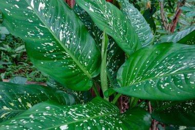 Geniş yapraklarında çarpıcı beyaz lekeleri olan canlı yeşil dieffenbachia bitkisi iç mekanda gelişir. Ev dekorasyonuna biraz doğa katmak için mükemmeldir..