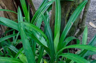 Canlı yeşil pandan yaprakları yıpranmış bir ağaç gövdesinin yanında büyür. Doğa ve bahçe içeriği için ideal tropikal bir ortam yaratır..