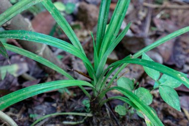 Küçük canlı yeşil bir bitki, toprak ve kahverengi yapraklar arasında yetişir ve botanik veya ekolojik projeler için ideal barışçıl bir doğa sahnesi yaratır..