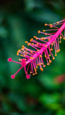 Büyüleyici bir yakın çekim, amfibik kekemeliğin karmaşık detaylarını gözler önüne seriyor. Canlı pembe iplikler ve altın anterler koyu yeşil bir arkaplanda ortaya çıkarak çarpıcı ve zarif bir görüntü yaratıyor..