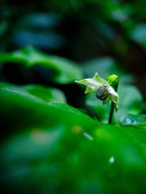 Tek ve narin bir beyaz çiçek canlı yeşil yaprakları dikizler. Karamsar, makro çekim çiçekleri, karmaşık ayrıntıları ve çevresindeki zengin dokuları yakalar. Sakin bir doğa sahnesi..