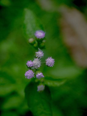 Karmaşık mor kır çiçekleri canlı yeşil yaprakların arasında çiçek açar, yumuşak, doğal ışıkla yıkanır. Sakin ve huzurlu bir sahne..