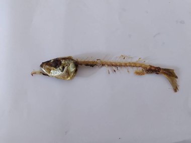 Çoğunlukla temiz olan izole bir balık kemiği, eğitici veya sanatsal kullanım için iskelet detaylarını gösteren beyaz bir arka planda sergilenmektedir..